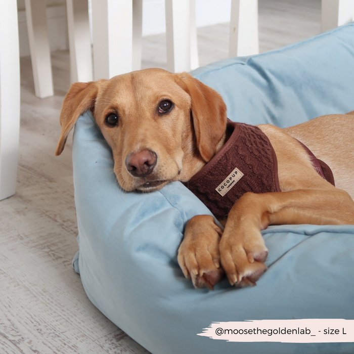 Golden Labrador indoors wearing a cosy jumper and brown cable knit adjustable Cocopup London harness.