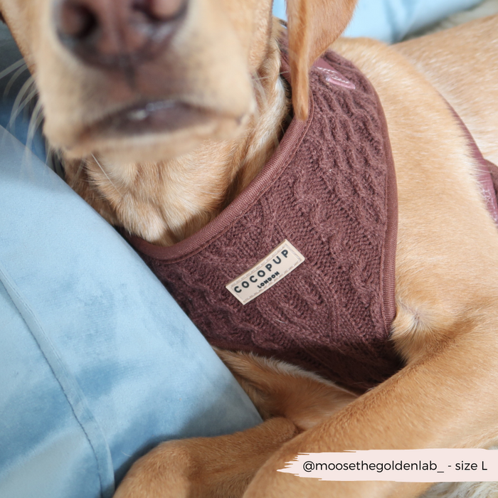 Dog wearing a brown cable knit adjustable harness on a light blue cushion.