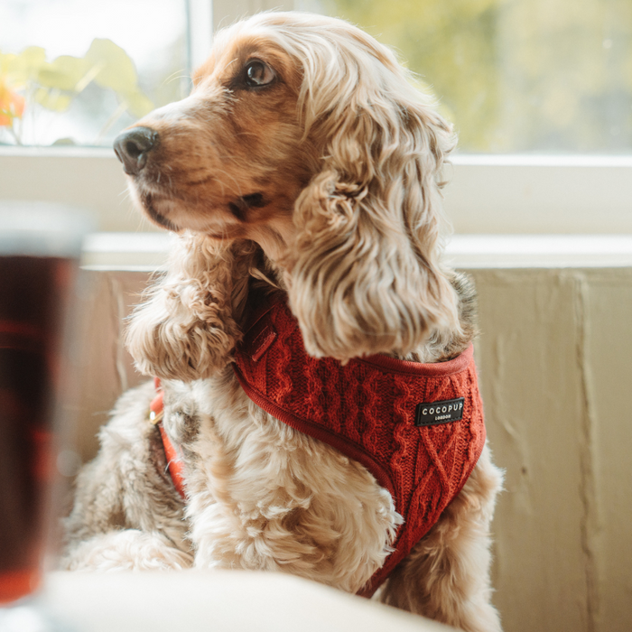 Brown and white dog wearing a maroon cable knit harness with adjustable neck sits by a window.