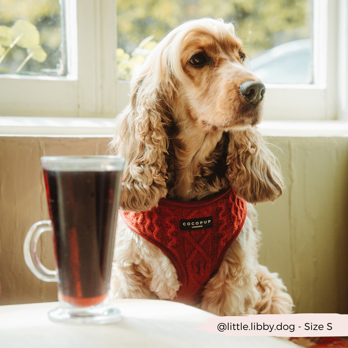 Cocker spaniel wearing a mulled wine color cable knit Cocopup London harness, sitting by a window.