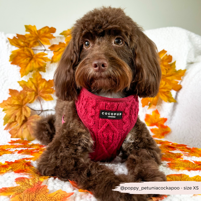 Brown, curly-haired dog in a maroon cable knit adjustable harness sits on a blanket.