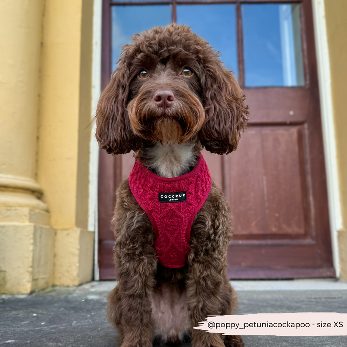 Brown fluffy dog wearing a maroon Cocopup London cable knit harness sits in front of a wooden door.