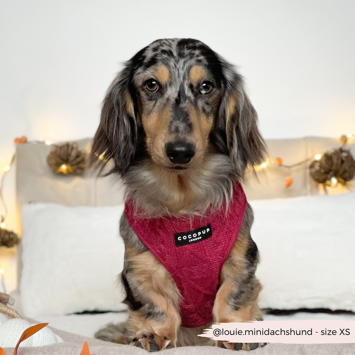 Dachshund in a burgundy cable knit adjustable harness sits on a soft, neutral-colored bed.