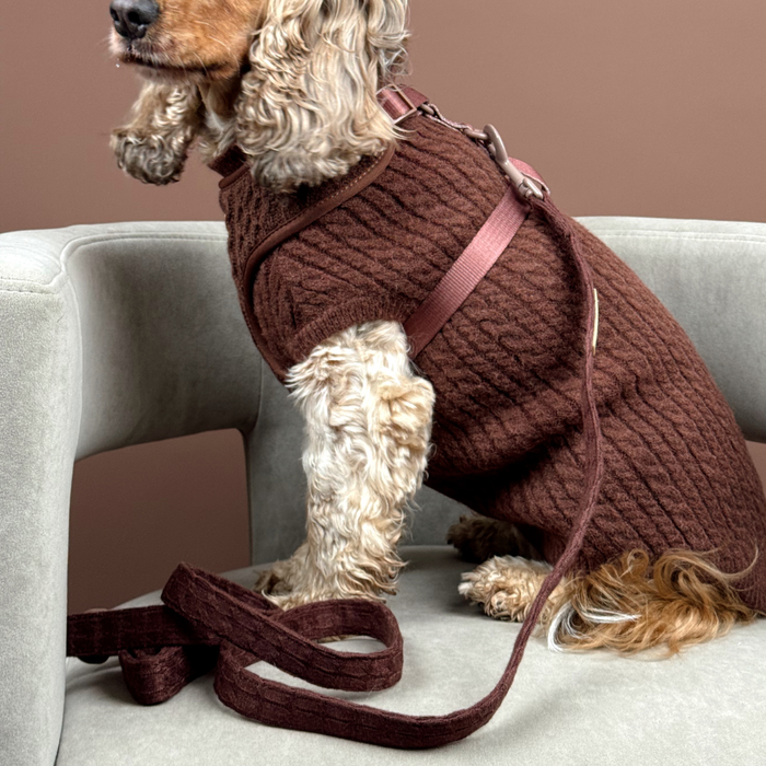 Dog wearing a brown cable knit collar sits on a light gray armchair against a warm brown background.