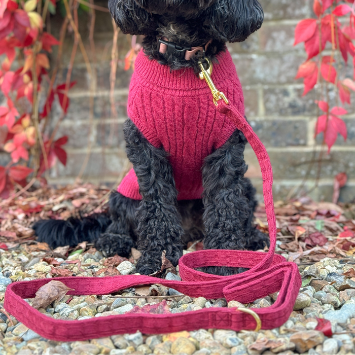 Black dog wearing a red sweater and a wine-colored cable knit lead, sitting on gravel with scattered autumn leaves.