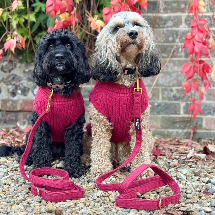 Two fluffy dogs in red sweaters with a Cocopup London mulled wine cable knit lead sit on gravel by a brick wall.