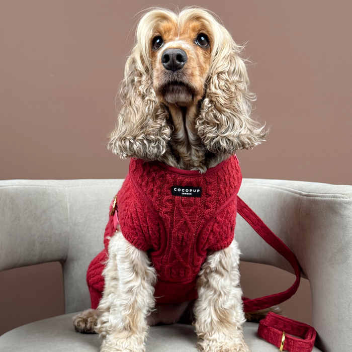Cocker spaniel in red sweater on beige chair with a burgundy cable knit Cocopup London dog lead beside it.