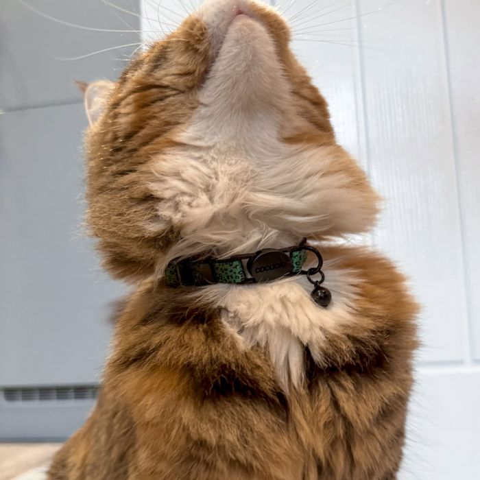Orange tabby with eyes closed wears a khaki leopard-print Cocopup London cat collar against a light background.