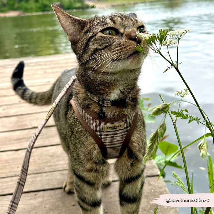 Tabby cat wearing a plaid Cocopup London harness sniffs a flower near a lake dock, greenery in the background.