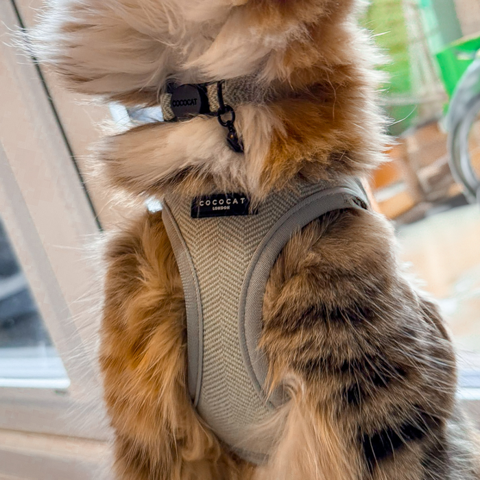 Fluffy cat wearing a sage green tweed cat collar with breakaway buckle sits by a glass door, looking outside.