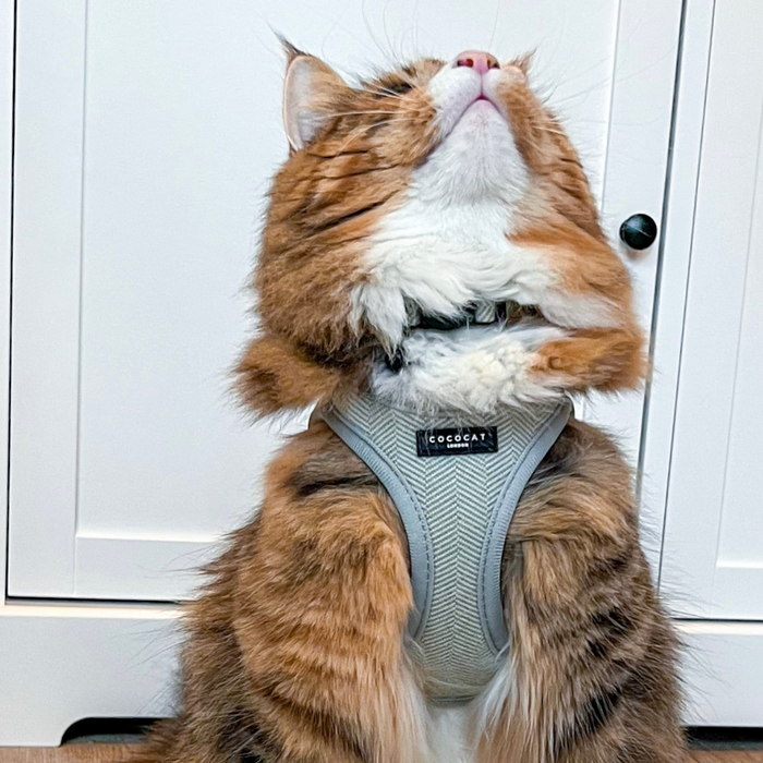 Fluffy cat wearing a sage tweed Cocopup London cat collar with breakaway buckle, sitting by white cabinets.