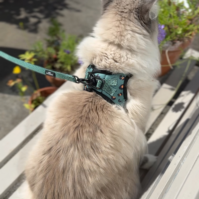 Fluffy cat wearing a khaki leopard Cocopup London cat harness sits on a bench.