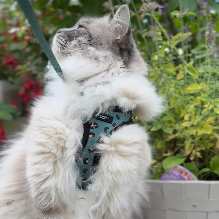 Fluffy cat wears a khaki leopard print Cocopup London harness, looking up with a blurred garden background.