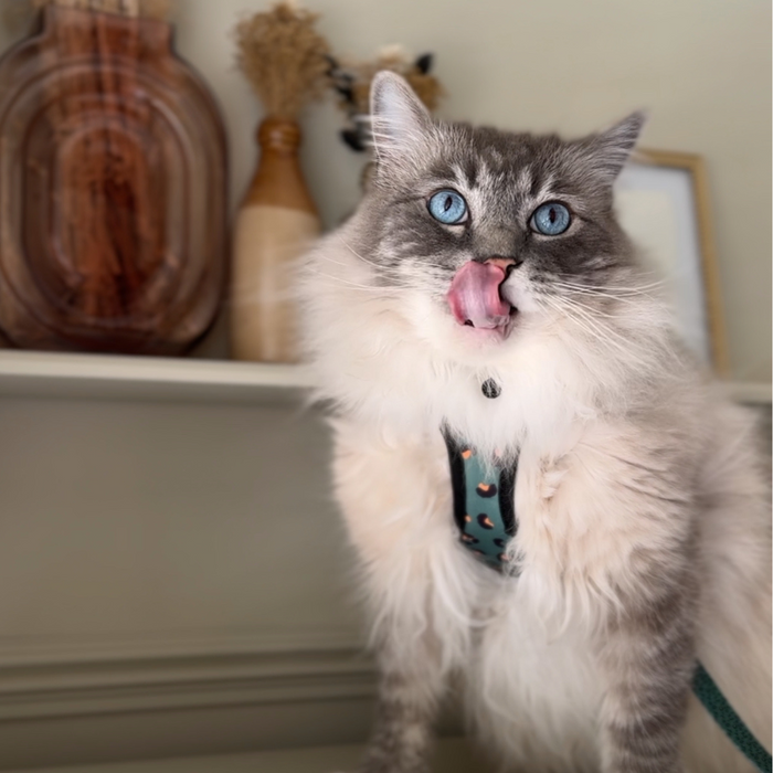 Gray and white cat wearing a khaki leopard print harness by Cocopup London, sitting beside vases.