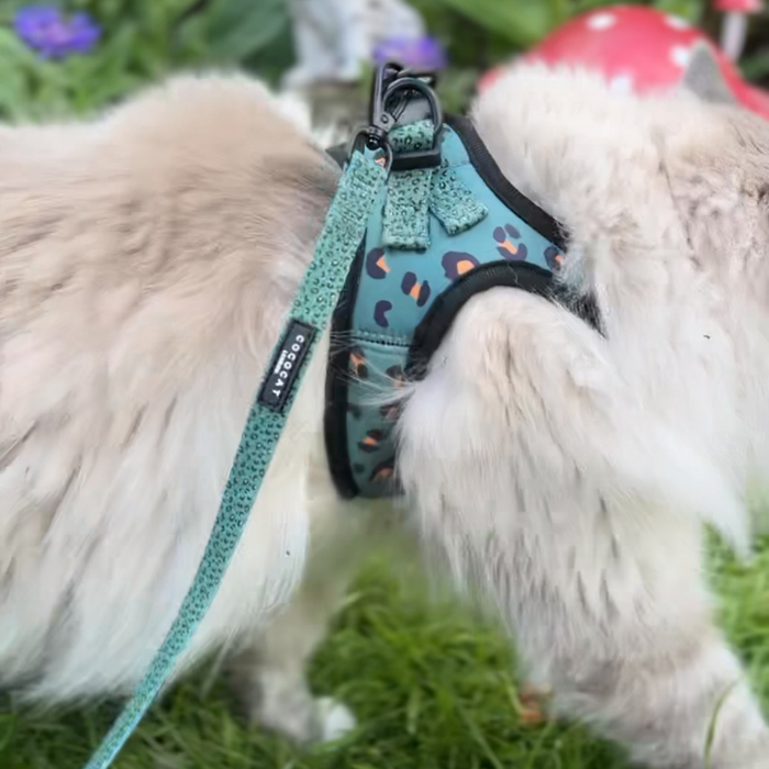White cat outside in a teal harness with a khaki leopard print Cocopup London leash.