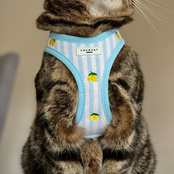 Tabby cat in a blue and white striped harness with yellow lemon pattern from Cocopup London.