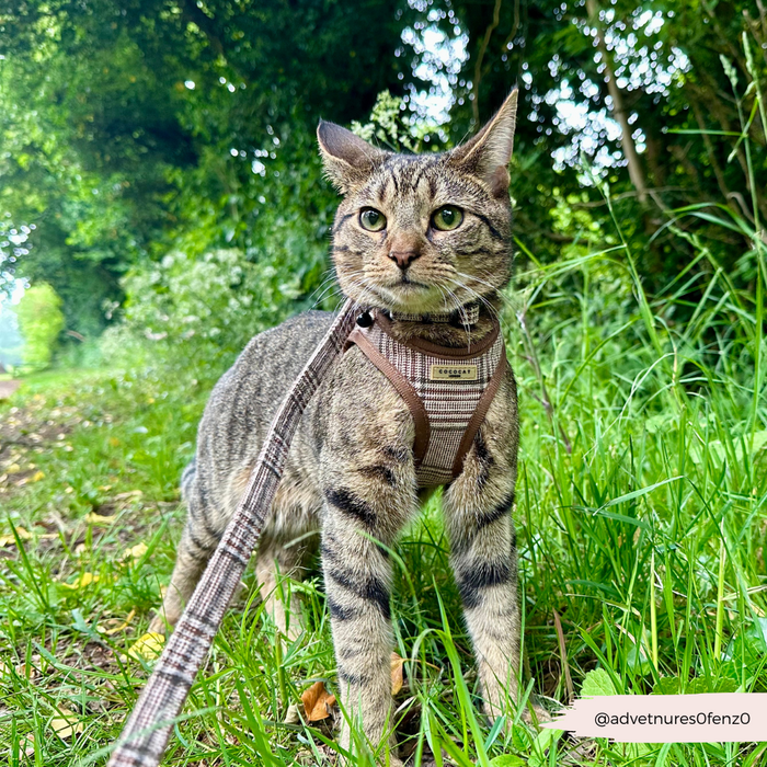 Tabby cat in tall grass wearing a plaid Cocopup London harness.