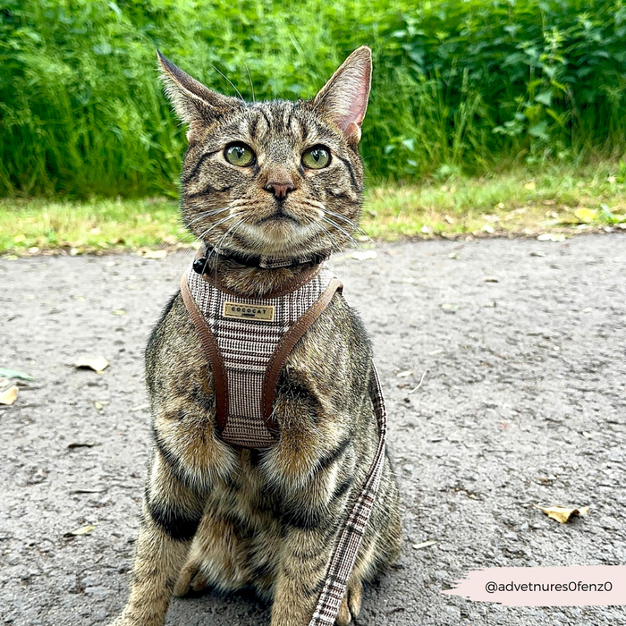 Brown tabby cat outdoors wearing a Cocopup London plaid cat harness among green foliage.