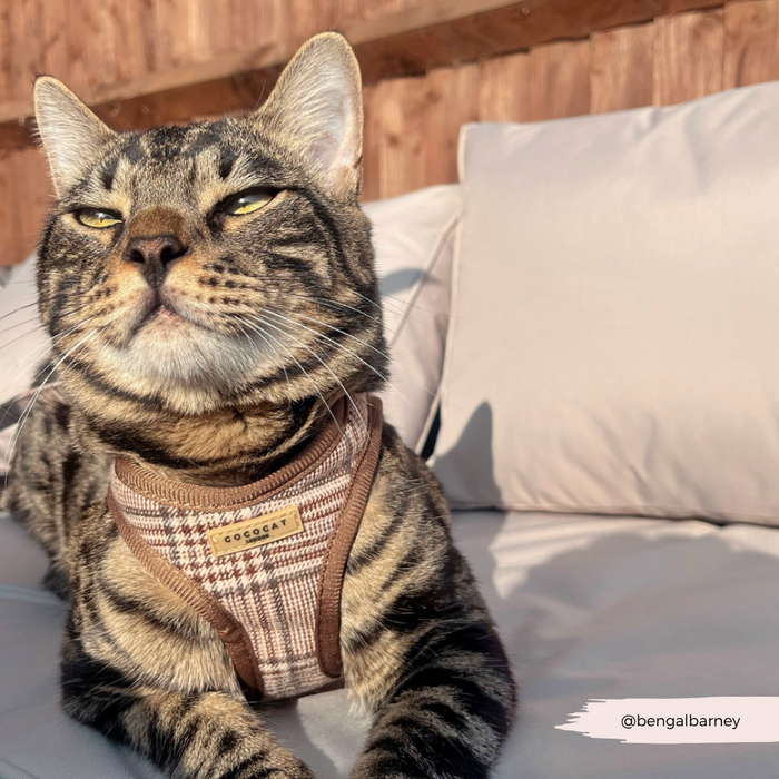 Tabby cat lounging in sunlight wearing a Cocopup London plaid cat harness.