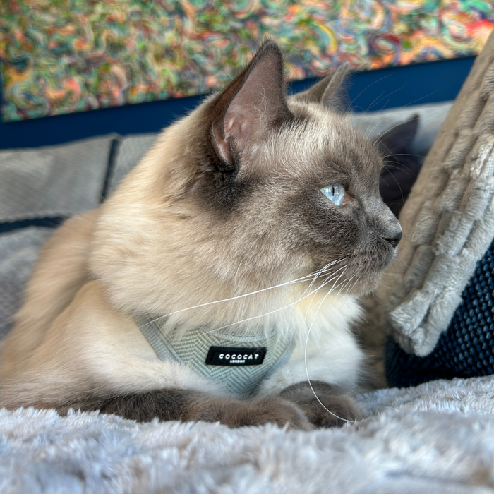 Gray and cream cat in a sage tweed Cocopup London harness lies on a bed, facing right.
