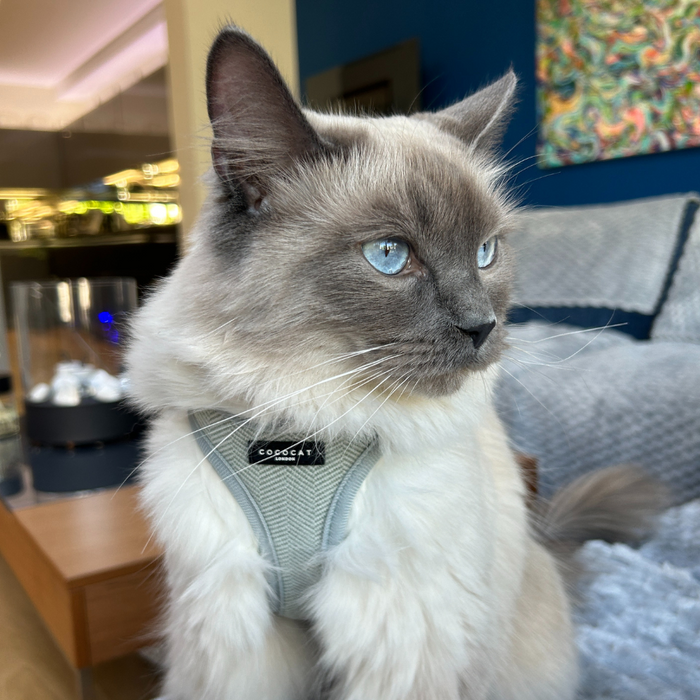 Gray and white cat with blue eyes wears a sage tweed harness, sitting on a couch indoors.
