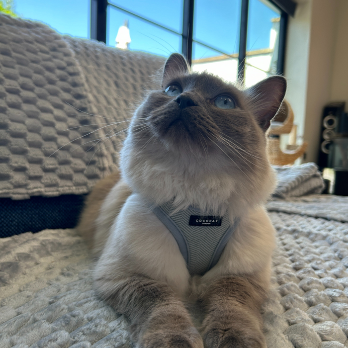 Cat wearing a sage tweed Cocopup London harness lounges on a blanket by a sunlit window, looking upward.