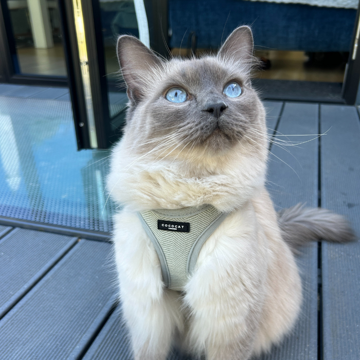 Gray cat with blue eyes wears a sage tweed cat harness, sitting attentively on an outdoor patio.