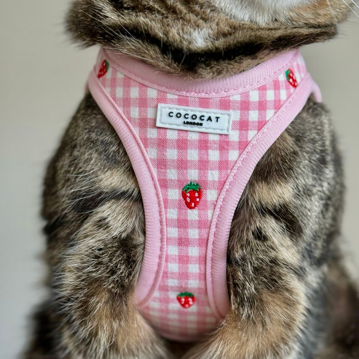 Tabby cat wearing a pink check harness, lead, and collar set with strawberry print from Cocopup London.