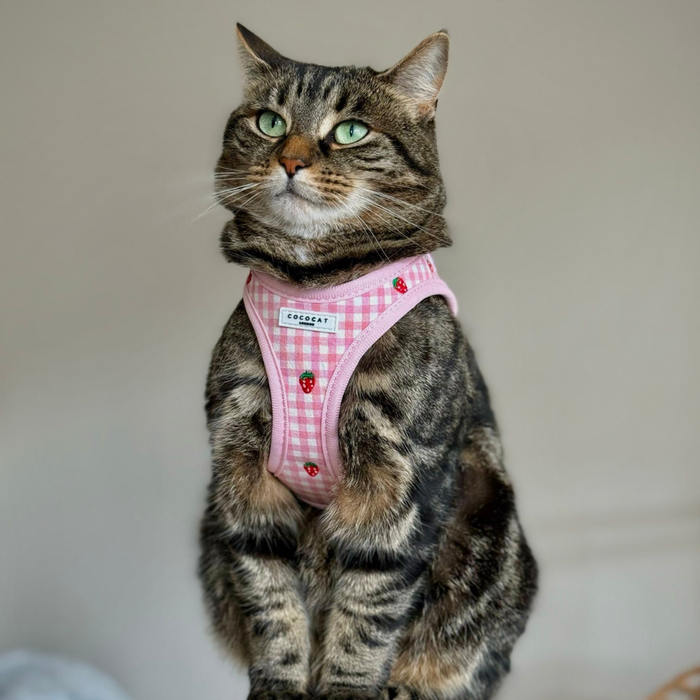 Tabby cat wears a pink step-in harness with strawberry print from Cocopup London, looking slightly to the left.