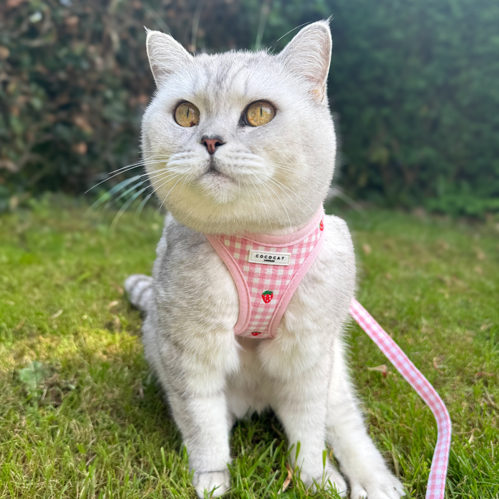 White cat wearing a Cocopup London Strawberry Picnic cat lead, sitting alert on green grass.