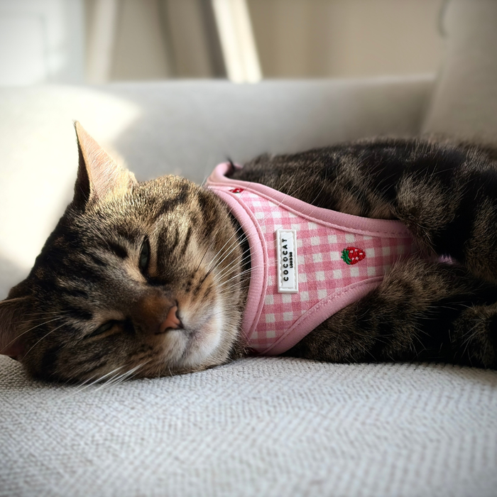 Tabby cat wearing a pink strawberry-pattern harness, lead, and collar set from Cocopup London on a light sofa.