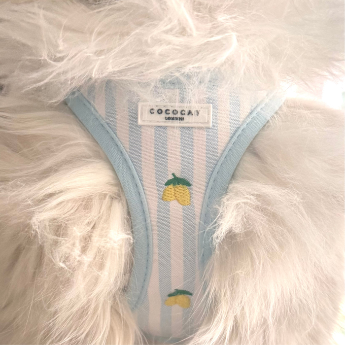 White cat wearing a yellow Cocopup London harness with embroidered lemon fruit details.