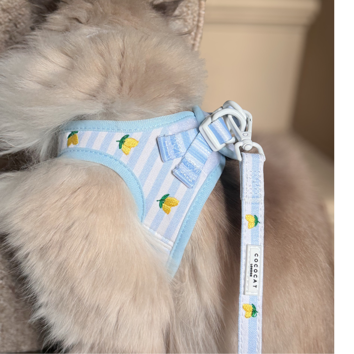 Fluffy indoor cat wearing a blue harness and lemon-patterned Cocopup London lead.