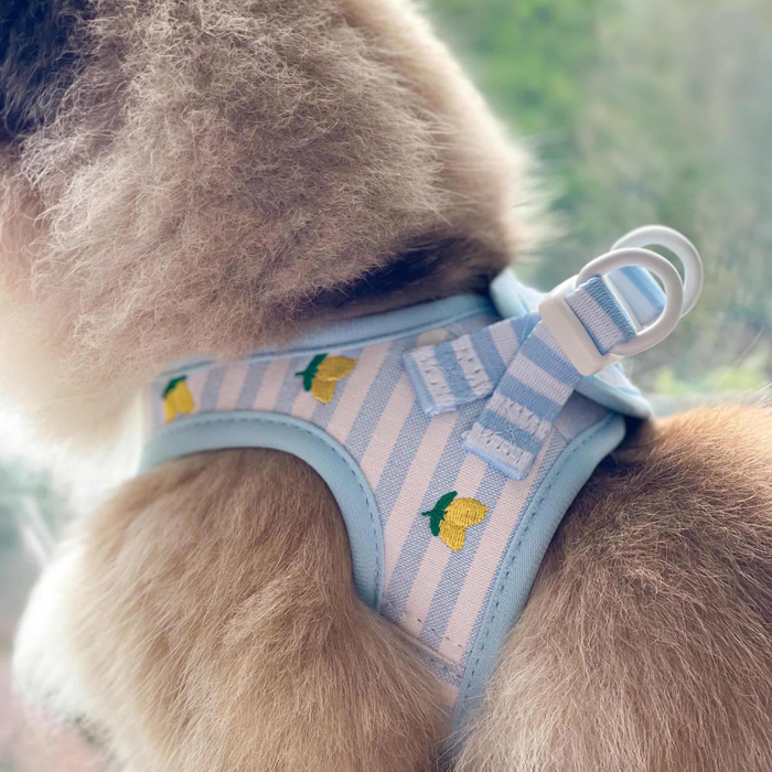 Fluffy dog in yellow lemon-patterned Cocopup London Cat Harness looks out a window.