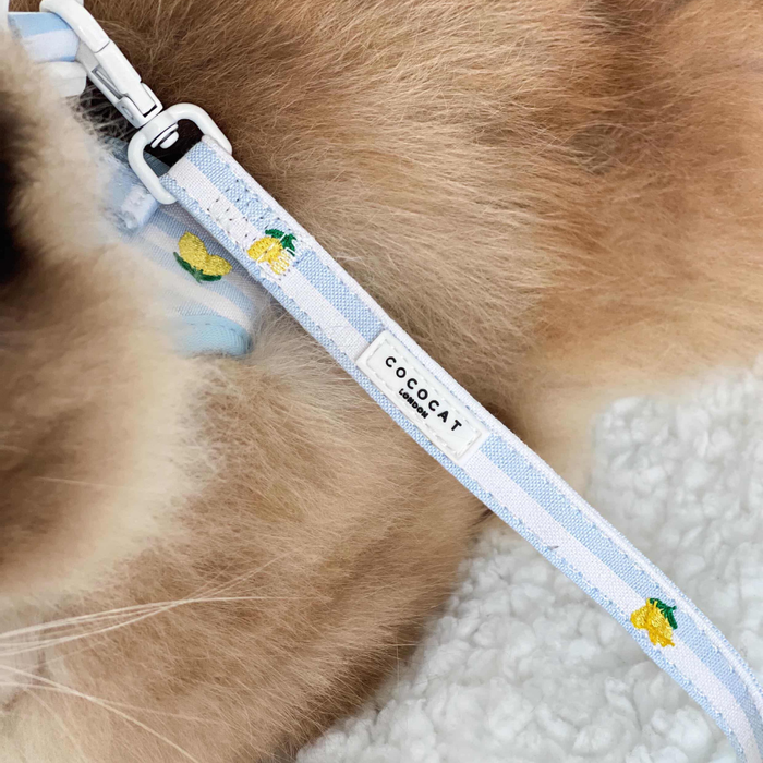 Fluffy cat wearing a yellow Cocopup London cat lead with lemon print and visible label.