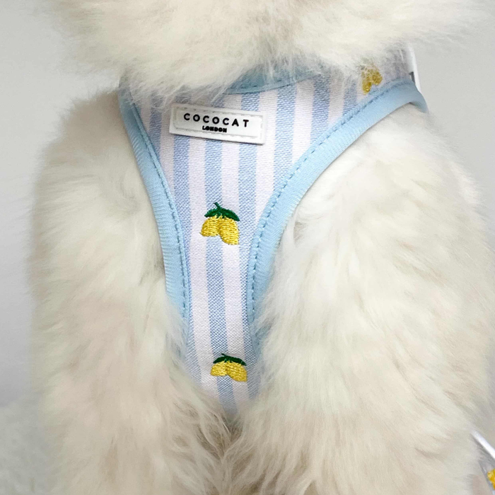 White cat wearing a blue-striped harness with yellow lemon print by Cocopup London.