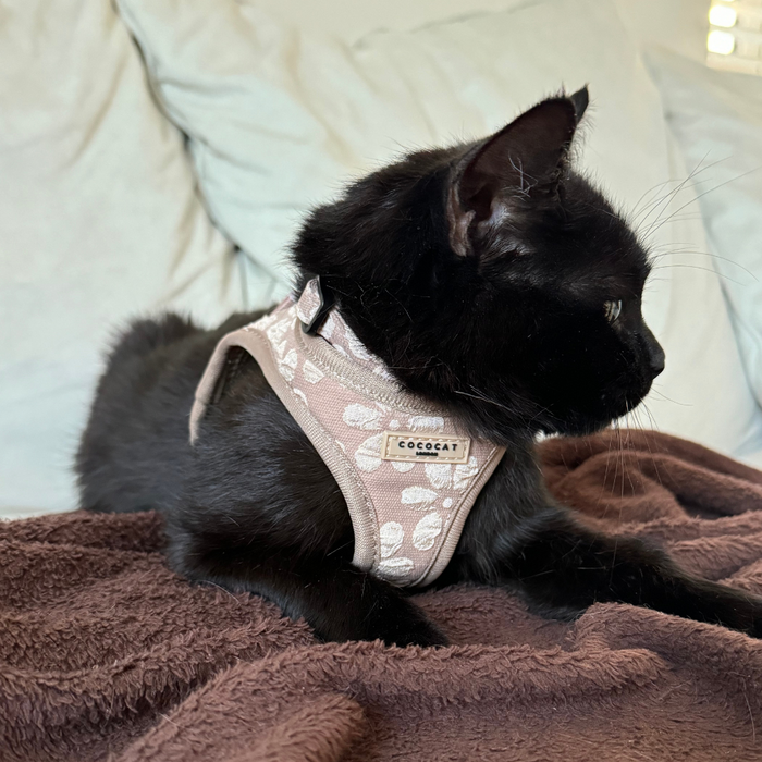 Black cat wearing mocha flower print harness, lead, and collar set rests on a brown blanket, looking to the right.