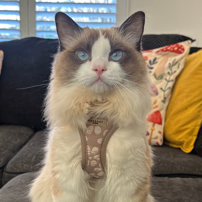 Blue-eyed fluffy cat in a brown Mocha Flower harness sits on a couch with colorful cushions.