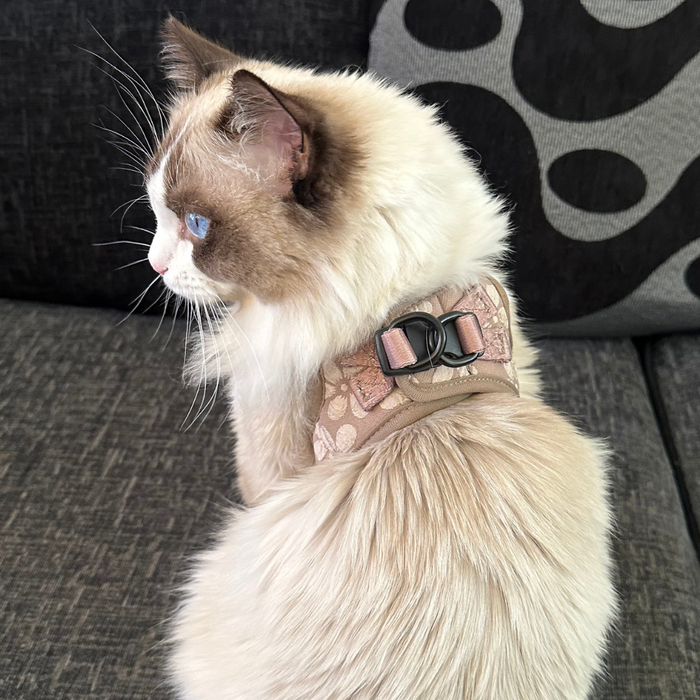 White and brown cat with blue eyes wears a mocha floral harness on a gray couch.