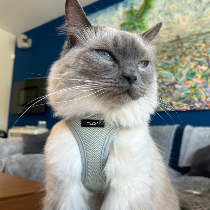 Gray cat indoors wearing a sage green tweed harness, lead, and collar set with colorful art in the background.