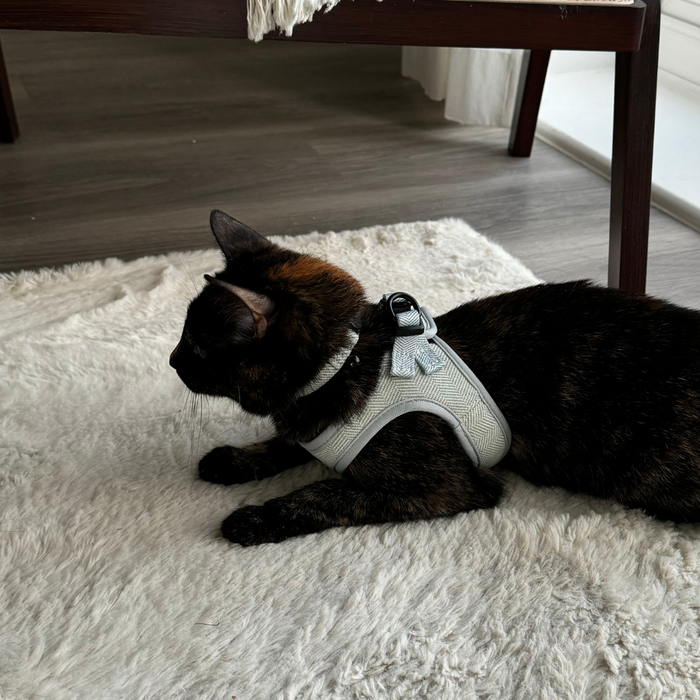 Cat wearing a sage tweed Cocopup harness and collar rests on a white rug beside a wooden table.