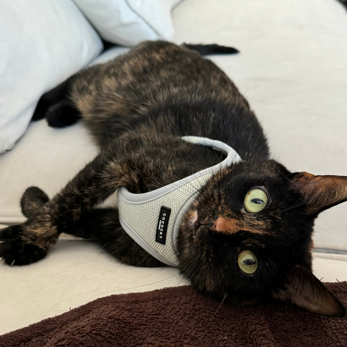 Tortoiseshell cat wearing a sage tweed Cocopup London harness rests on a white couch, looking upward.