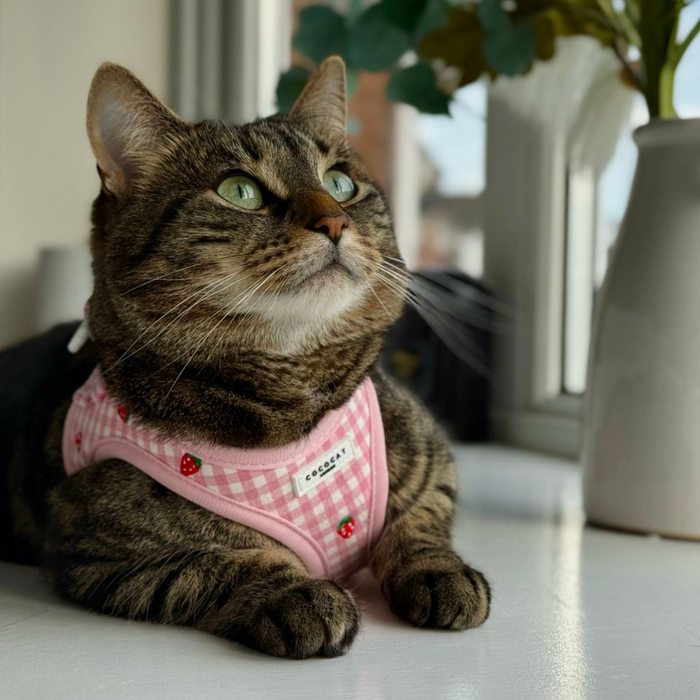 Tabby cat wearing a pink strawberry-patterned harness, lead, and collar sits on a windowsill looking upward.