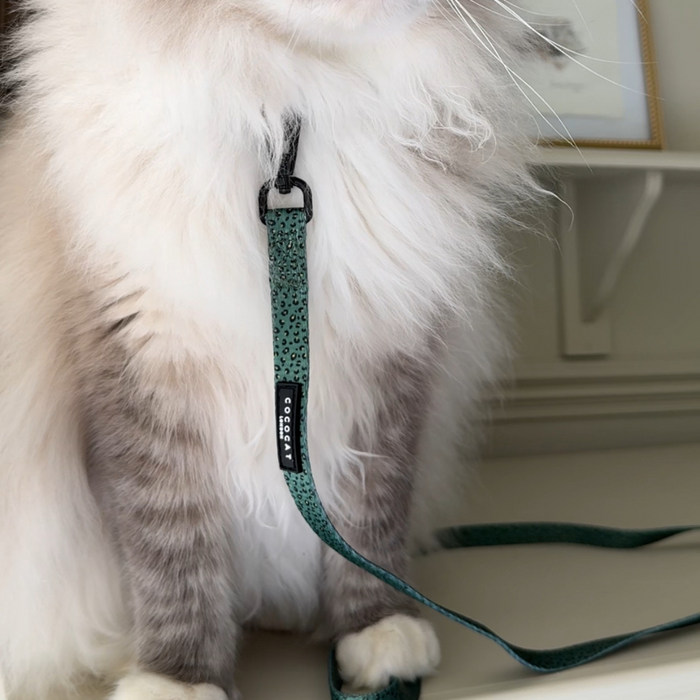 Gray and white cat indoors wearing a khaki leopard print Cocopup London cat lead, sitting by a framed picture on a shelf.
