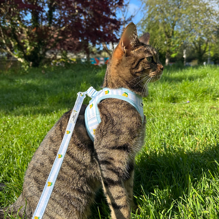 Tabby cat wearing a yellow patterned Cocopup London harness and lead, sitting on green grass.