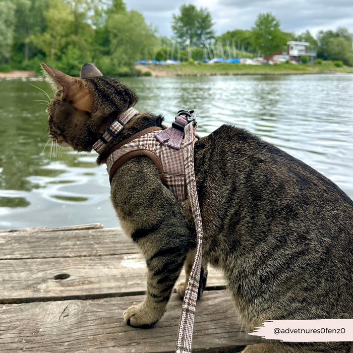 Tabby cat wearing a Cocopup London plaid harness sits on a wooden dock by a calm lake.