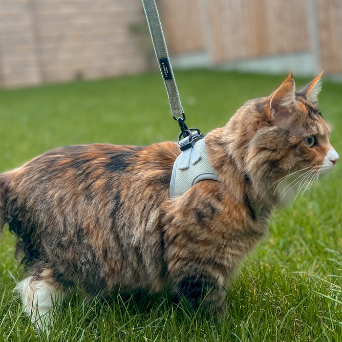 Brown and orange tabby cat outdoors wearing a sage green tweed Cocopup London cat lead on green grass.