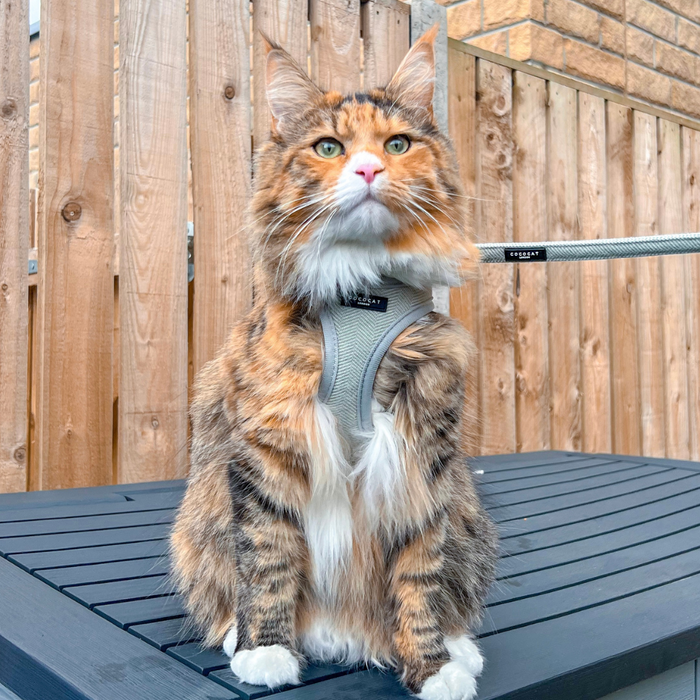 Brown, orange, and white cat wearing a sage tweed cat lead sits on a black table beside a wooden fence.