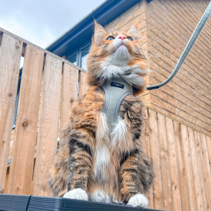 Brown and white cat wearing a sage tweed Cocopup London cat lead sits by a fence, looking upward.