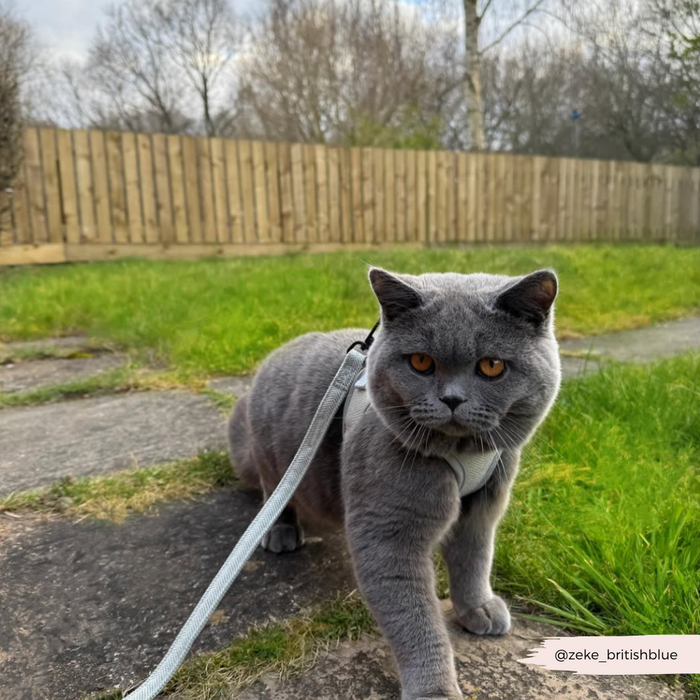 Gray British Shorthair cat wearing a sage tweed Cocopup London lead, standing on a stone path in a grassy yard.